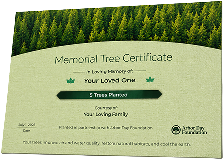 Plant Trees in Memory of Timothy Eugene Hamm, Jr.